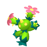 Maractus